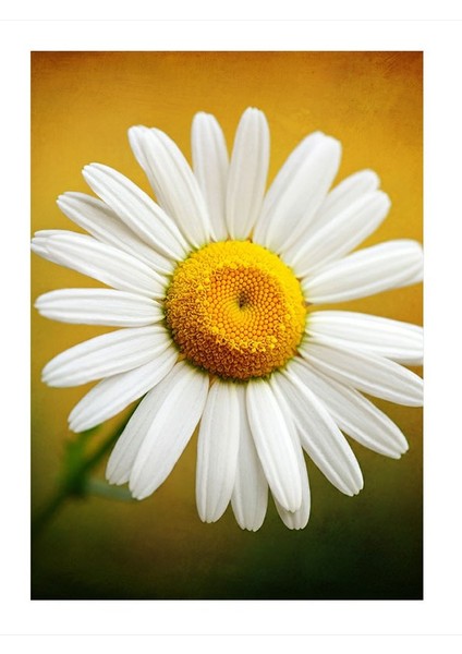 Papatya ve Saflık Art Mdf Poster 35CM X50CM