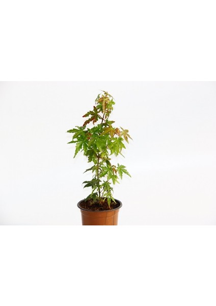 Bonsai Japon Akçaağacı Acer Palmatum 2 Adet
