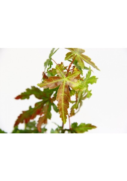 Bonsai Japon Akçaağacı Acer Palmatum 2 Adet modelleri