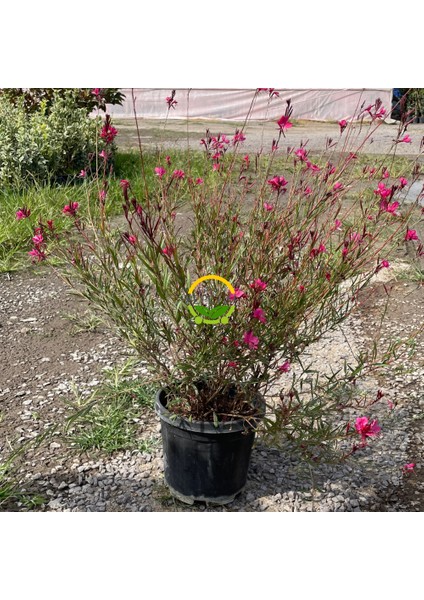 Gaura Çalısı 'gaura Lindhemeria'