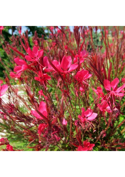 Gaura Çalısı 'gaura Lindhemeria'