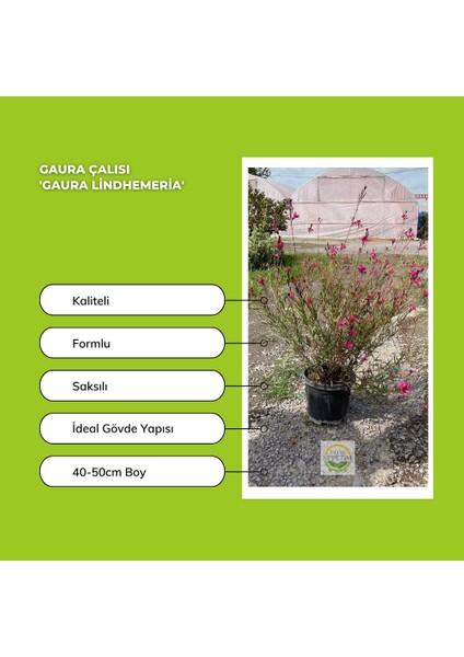 Gaura Çalısı 'gaura Lindhemeria'