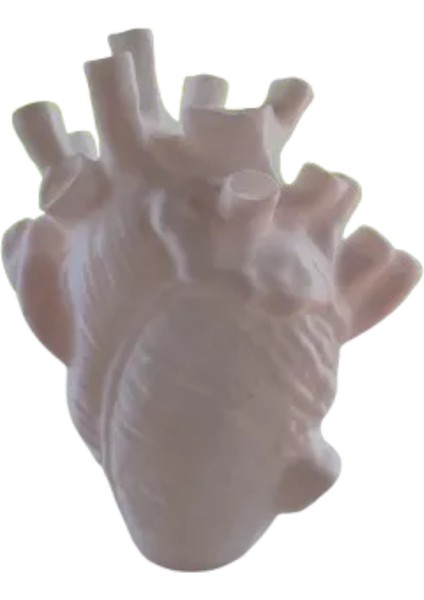 Anatomik Kalp Vazosu