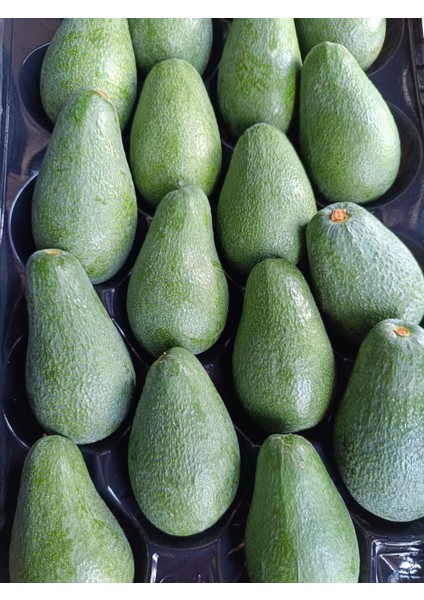 Avokado 2 kg Taze Hasat (Mini Boy)