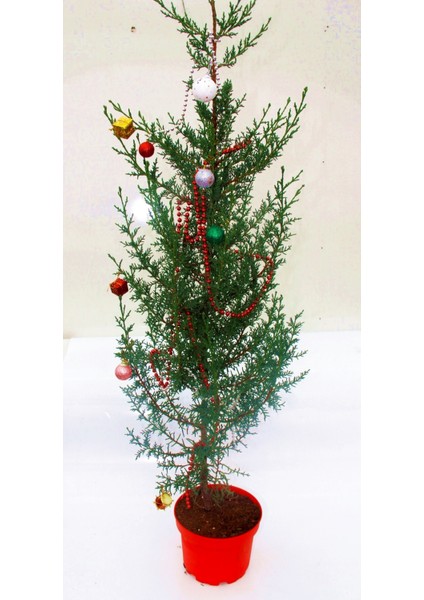 Yılbaşı Çamı - Canlı Yılbaşı Ağacı 100-120 cm