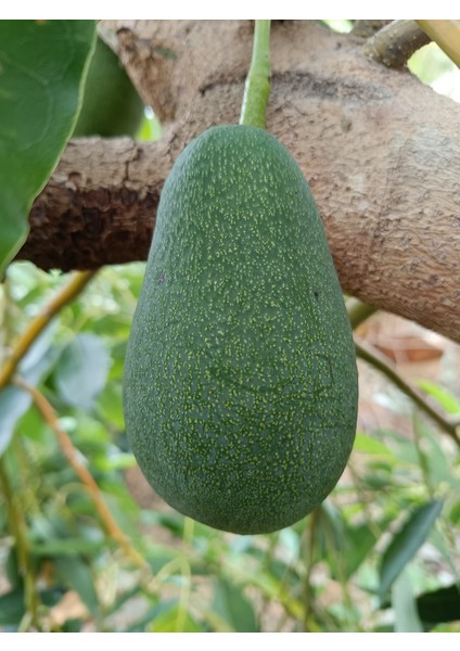 Avokado 2 kg Taze Hasat ( Orta Boy)