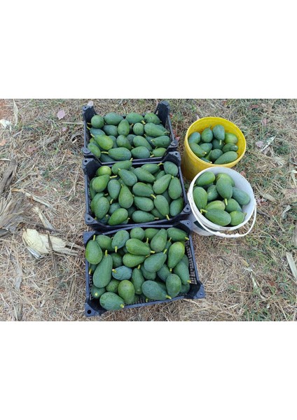 Avokado 2 kg Taze Hasat ( Orta Boy)