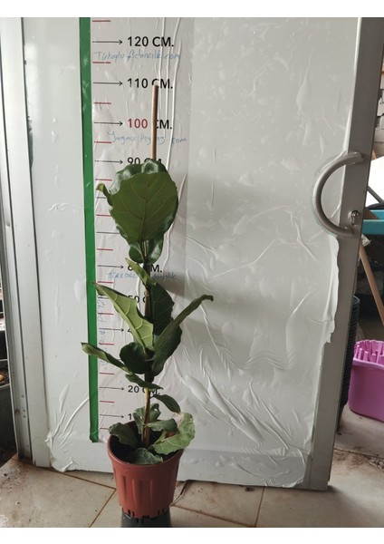Keman Yapraklı Kauçuk Çiçegi (100cm)