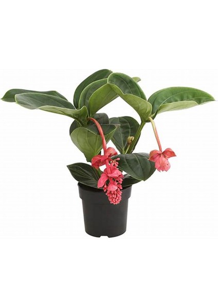 MEDİNE GÜLÜ ÇİÇEĞİ 2 ADET - Medinilla Magnifica HEDİYELİK EV BİTKİSİ