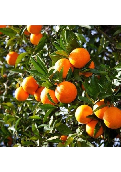 Portakal Fidanı VALENCİA Citrus sinensis Valencia, +120 cm, Tüplü(3 yaş)