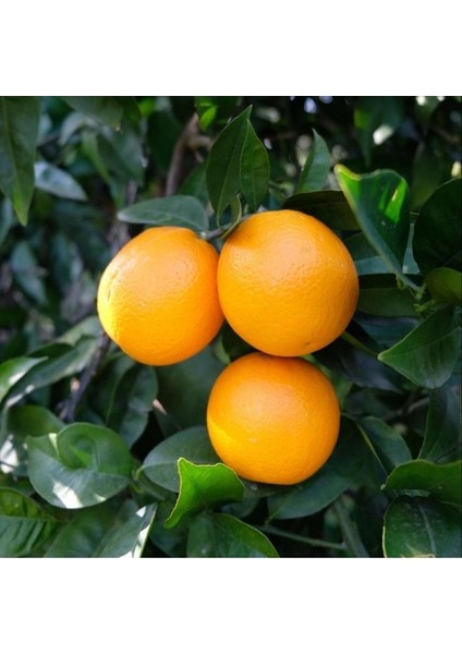 Portakal Fidanı VALENCİA Citrus sinensis Valencia, +120 cm, Tüplü(3 yaş)