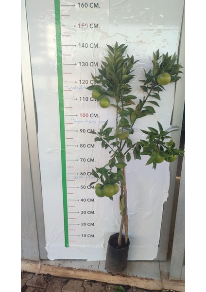 Portakal Fidanı VALENCİA Citrus sinensis Valencia, +120 cm, Tüplü(3 yaş)