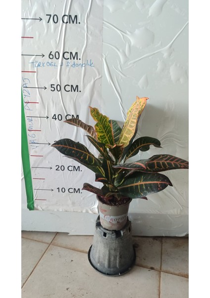 Kroton Bitkisi (Kraton - Croton Petra)