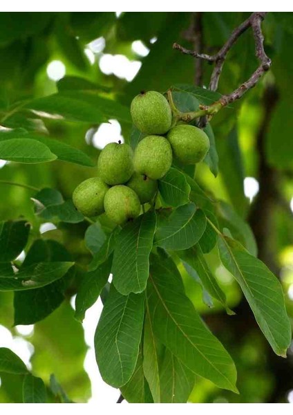 Aşılı Açık Köklü Ceviz Ağacı Fidanı 60-100 cm