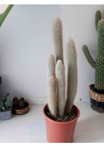 Espostoopsis Dybowskii Kaktüs