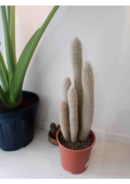 Espostoopsis Dybowskii Kaktüs
