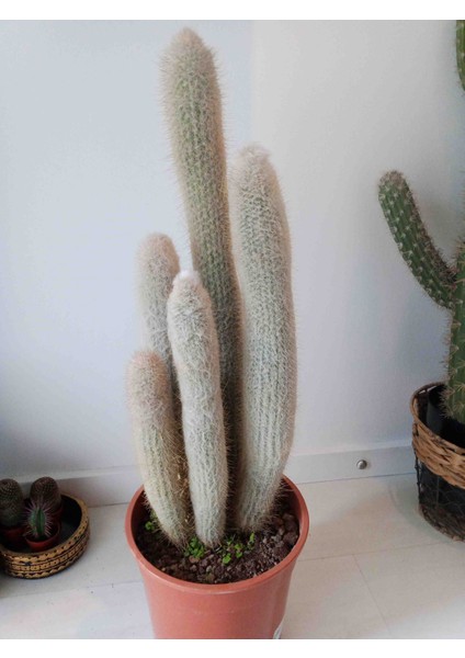 Espostoopsis Dybowskii Kaktüs