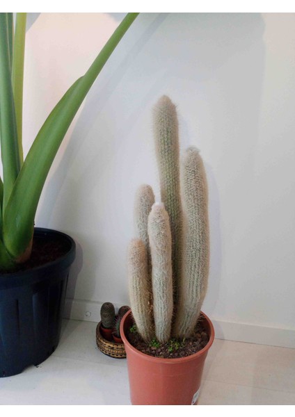 Espostoopsis Dybowskii Kaktüs