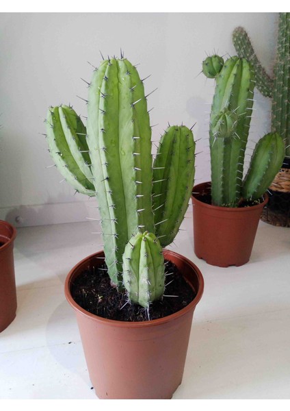 Polaskia Chichipe Large Kaktüs