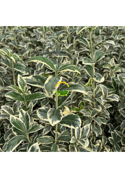 50 Adet Bravo Taflan Fidanı Paketi 'Euonymus japonica Bravo' fiyatları