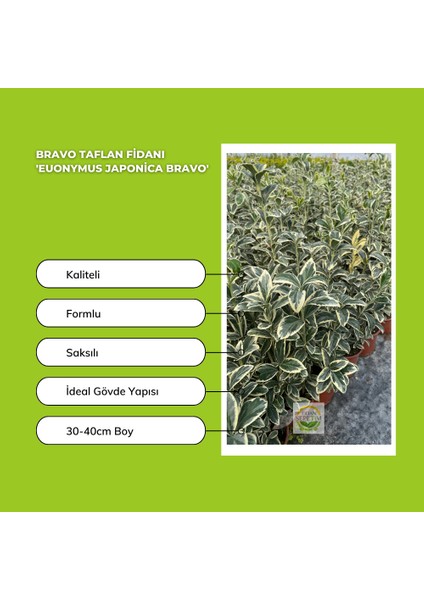 50 Adet Bravo Taflan Fidanı Paketi 'Euonymus japonica Bravo' modelleri