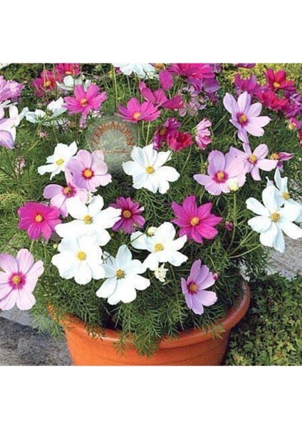 Kozmoz Çiçeği Tohumu 30 Adet Cosmos Dwarf Mix.