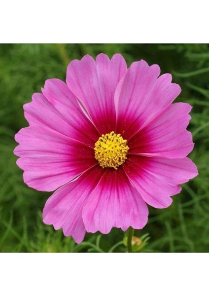 Kozmoz Çiçeği Tohumu 30 Adet Cosmos Dwarf Mix.