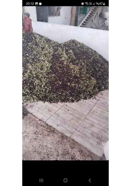 NATUREL SIZMA ZEYTİNYAĞI HAKİKİ NİZİP ( 17 LT )