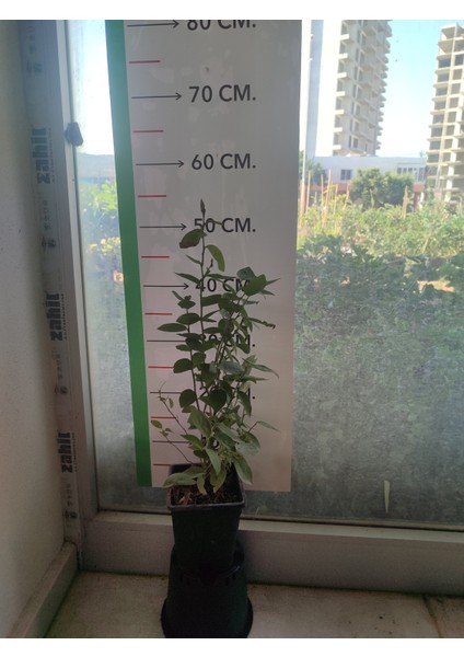 Yaban Mersini Fidanı Vaccinium Corymbosum Elliott, +3 Yaş, 40-60 Cm, Saksıda