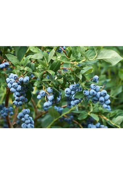 Yaban Mersini Fidanı Vaccinium Corymbosum Elliott, +3 Yaş, 40-60 Cm, Saksıda fiyatları