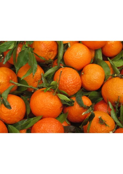 Ortaca El Ele Kadın Koop. Mandarin Klemantin