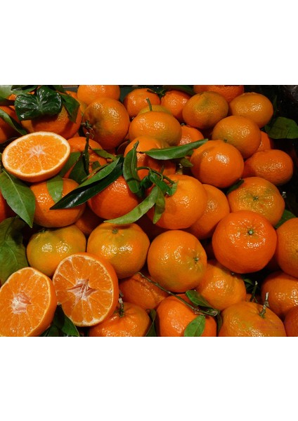 Ortaca El Ele Kadın Koop. Mandarin Klemantin fiyatları