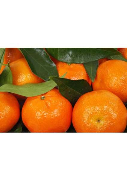 Ortaca El Ele Kadın Koop. Mandarin Klemantin modelleri