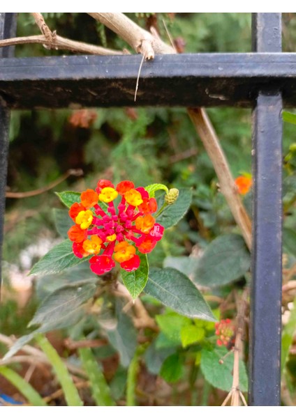 Sarı Kırmızı Bodur Ağaç Minesi Mine Çiçegi Lantana