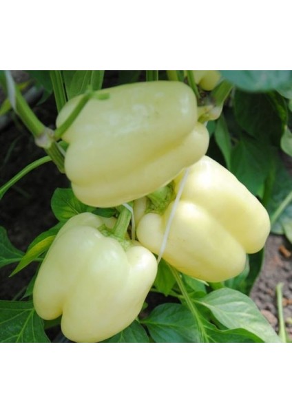 Dolmalık Biber Beyaz ( Çoklu Tohum ) - 3 Gram fiyatları