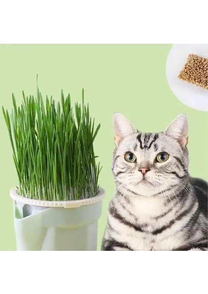 Topraksız Suda Kedi Çimi Yetiştirme Kiti