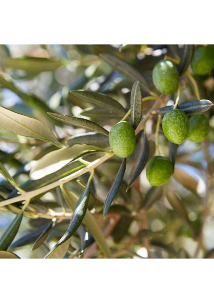 Sıkımlık ve Salamuralık Tüplü Domat Zeytini Fidanı