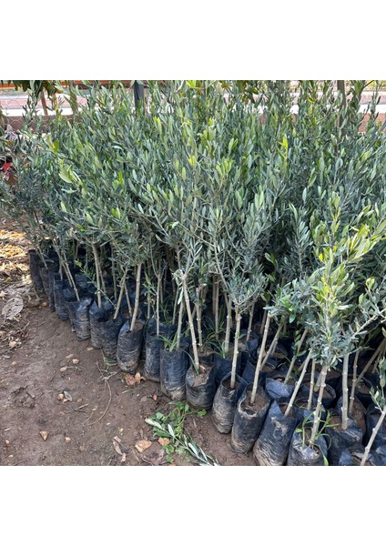 Sıkımlık ve Salamuralık Tüplü Domat Zeytini Fidanı
