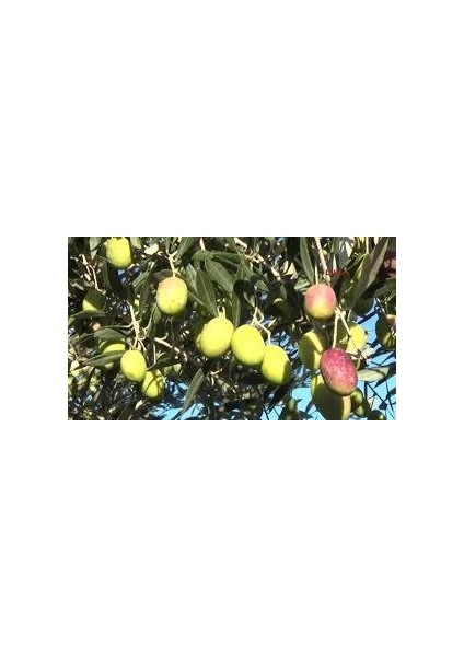 Sarı Ulak Zeytin Fidanı