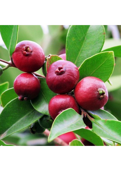 Saksıda Soğuklara Dayanıklı Çilek Guava Fidanı ( Meyve Verme Yaşında)