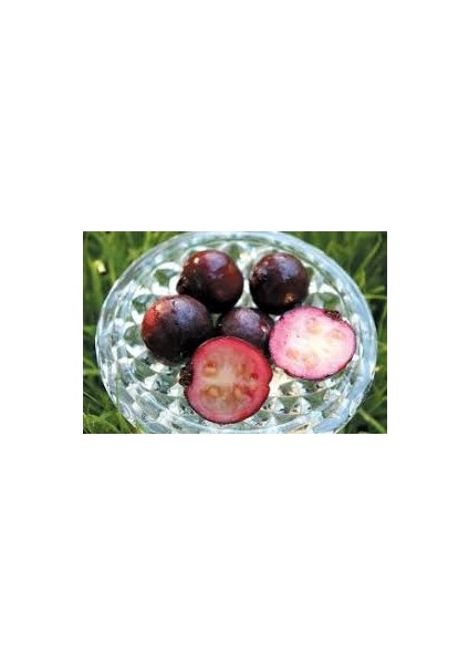 Saksıda Soğuklara Dayanıklı Çilek Guava Fidanı ( Meyve Verme Yaşında) fiyatları