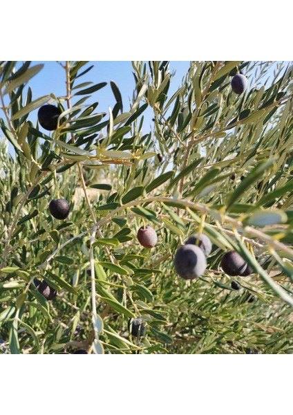 Her Bölgeye Uygun Sıkımlık ve Sofralık Tüplü Nizip Zeytini Fidanı