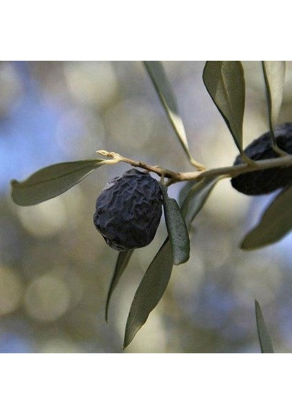 Kırmalık ve Yağlık Tüplü Karaburun (Hurma) Zeytini Fidanı