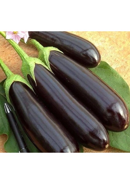 Patlıcan Aydın Siyah ( Çoklu Tohum ) - 5 Gram