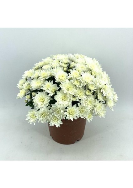 Kasımpatı Krizantem Chrysanthemum Beyaz