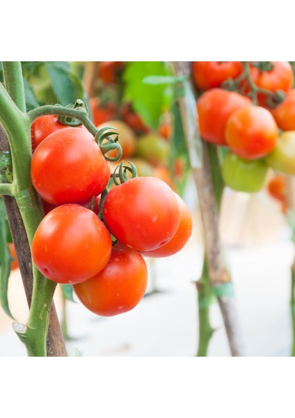 Tomato Mix Tohum Çimlendirme Seti - Kırmızı-Sarı Cherry, Oregon Spring, Roma Domates