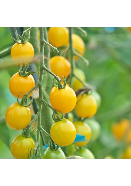 Tomato Mix Tohum Çimlendirme Seti - Kırmızı-Sarı Cherry, Oregon Spring, Roma Domates