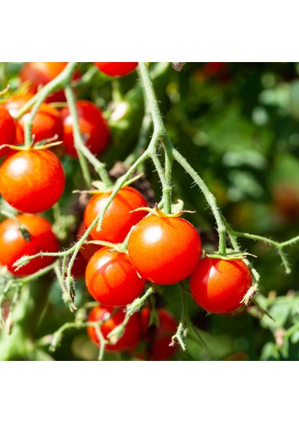 Tomato Mix Tohum Çimlendirme Seti - Kırmızı-Sarı Cherry, Oregon Spring, Roma Domates