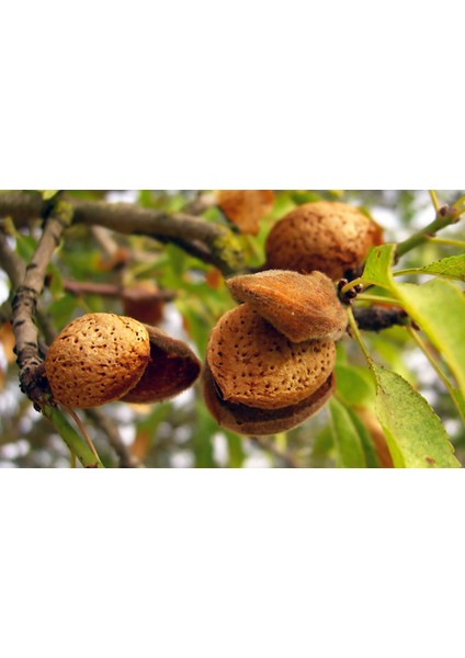 Ferreduel Badem Fidanı 3 Yaş Tüplü ve Aşılı 2 Adet