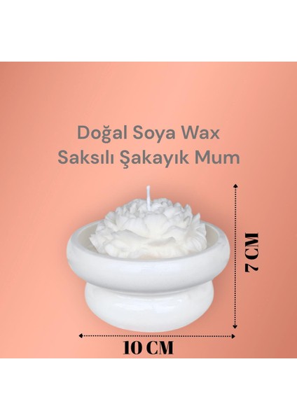 Saksılı Şakayık %100 Doğal Sandal Kokulu Soya Wax Dekoratif Mum